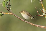 Arctic Warbler